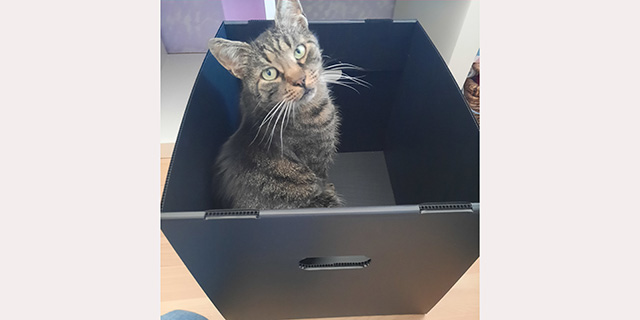 Kallax Box mit Katze 640 320
